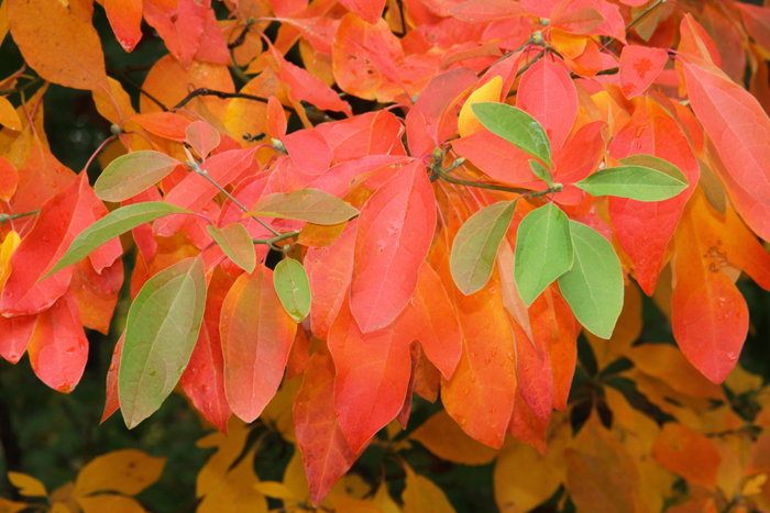 fall sassafras