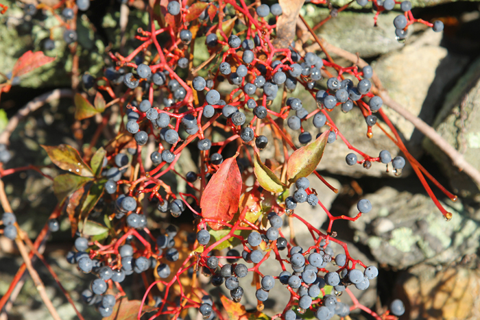 fall sassafras