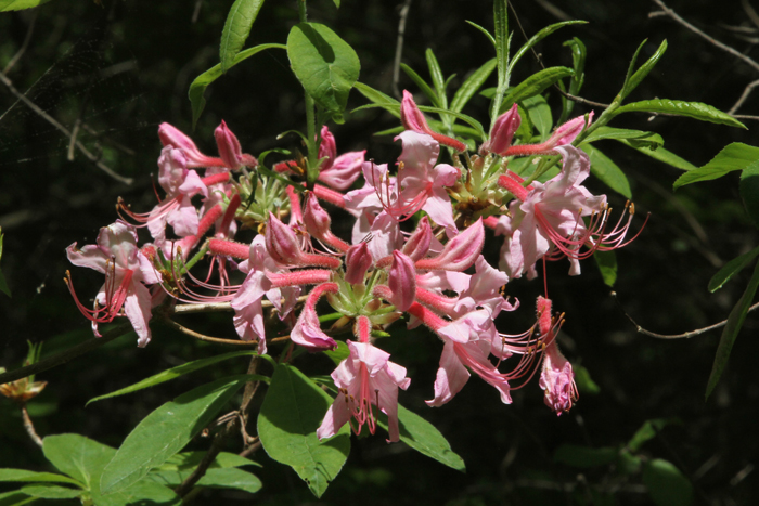 fall sassafras