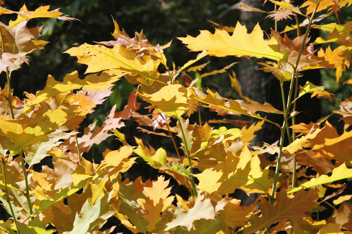 fall sassafras