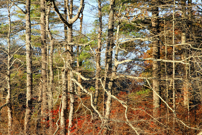 fall sassafras