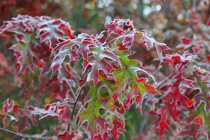 fall sassafras