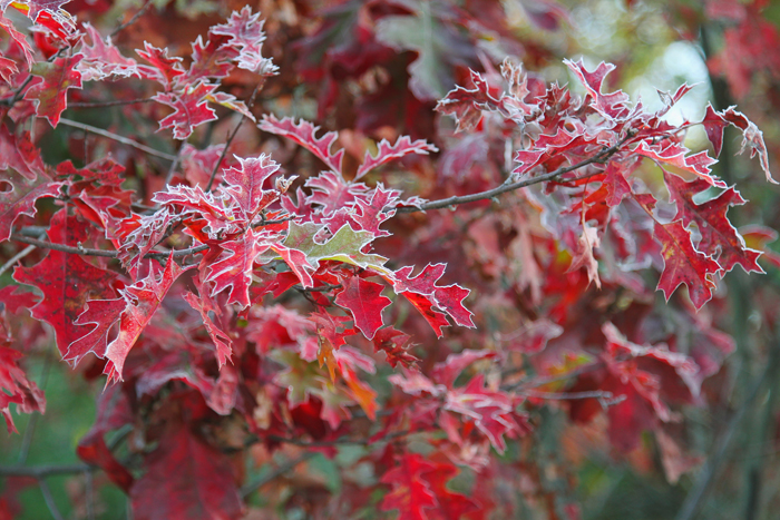 fall oak