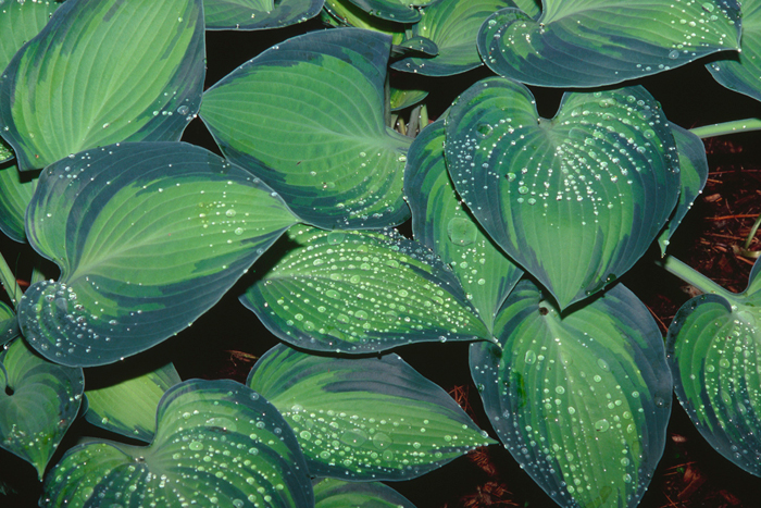 hosta