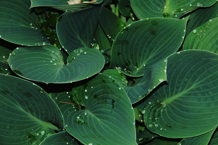 hosta